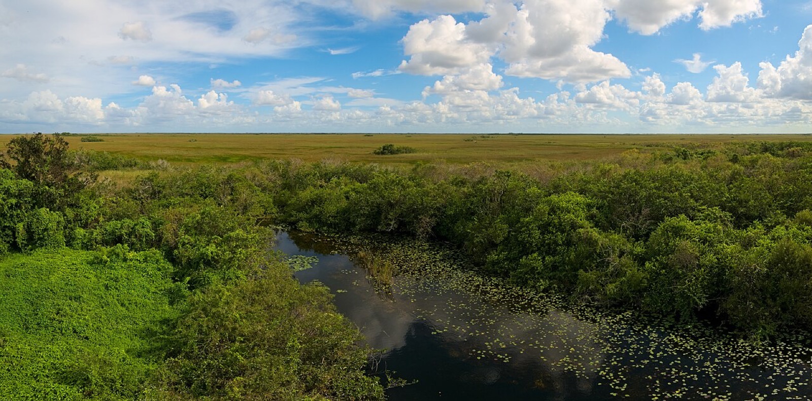 USA Florida 2026: 25 oplevelser, ruter og priser 12 Udsigtstårnet ved Shark Valley i Everglades National Park