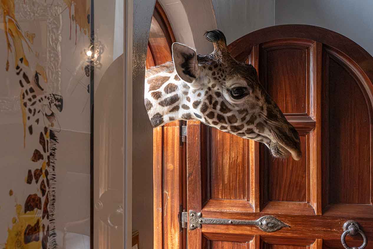 Alojamientos únicos del mundo: 35 lugares para tu bucket list en 2026 22 Interior del Giraffe Manor con un catalejo