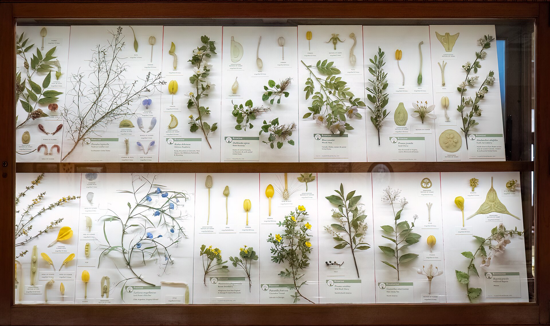 Boston, USA: 22 Things to See and Do + Freedom Trail 16 Display case of glass flowers at the Harvard Museum of Natural History