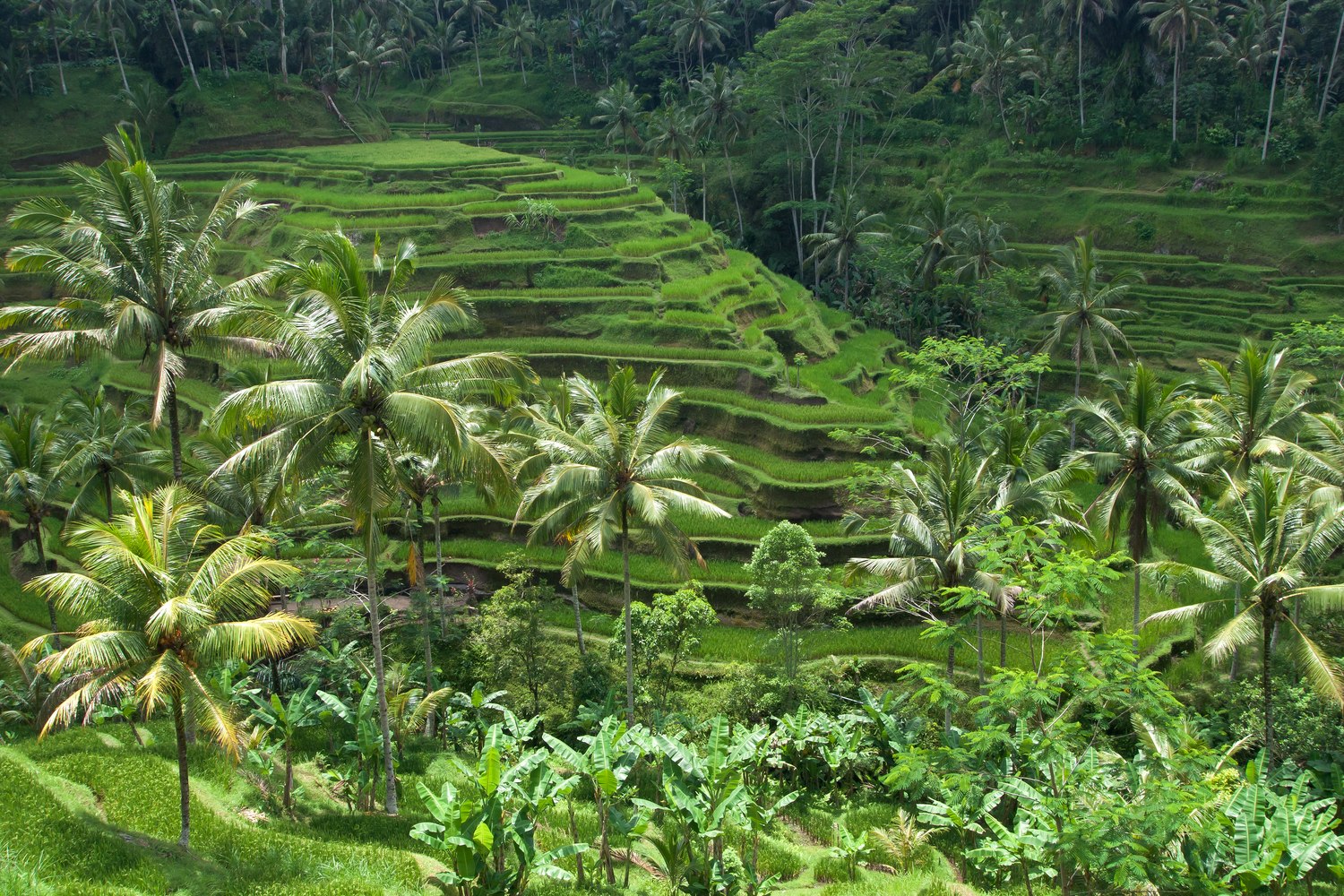 Vart ska man resa i november 2026: 27 varma resmål 12 Risterrasser på Bali