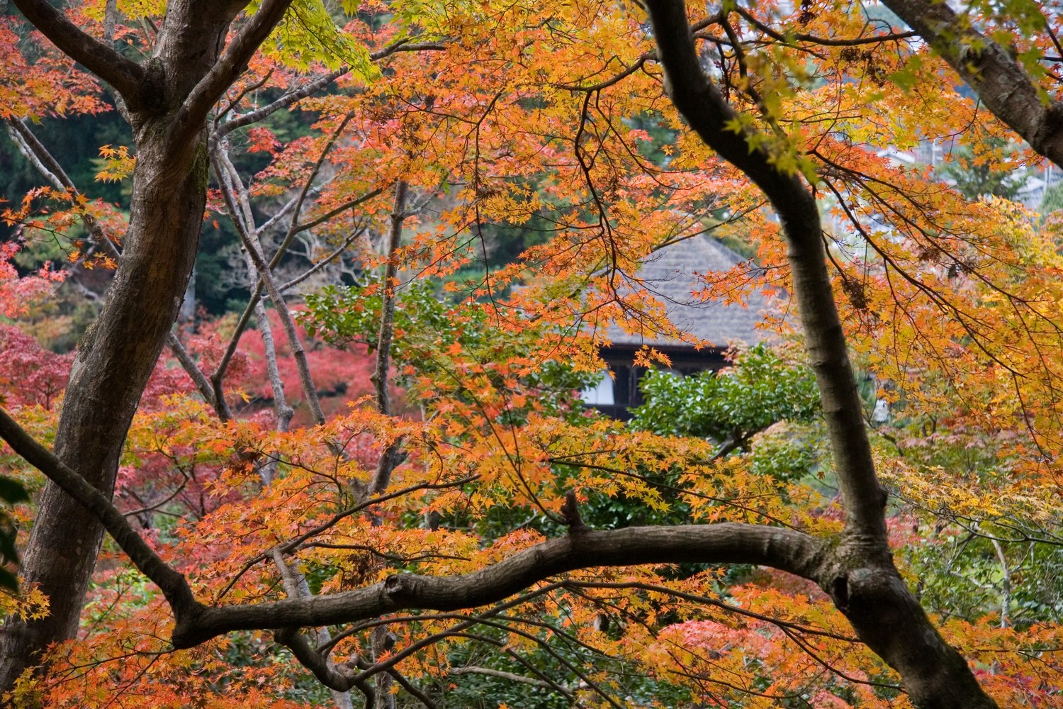 Zonvakantie in oktober 2026: 37 tips waar het nog warm is 31 Japanse esdoorns in de herfst