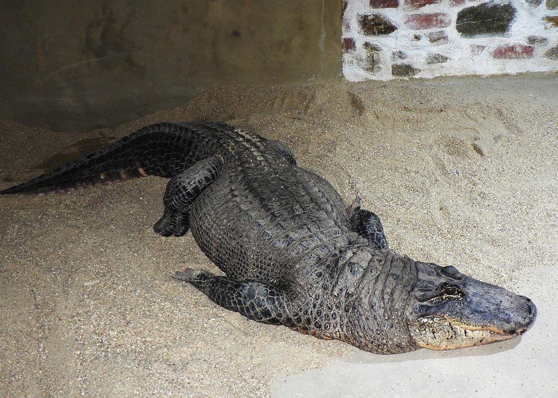 Co vidět v Písku: 39 tipů od rodačky na památky i tajné vyhlídky 45 Aligátor v Krokodýlí ZOO Protivín