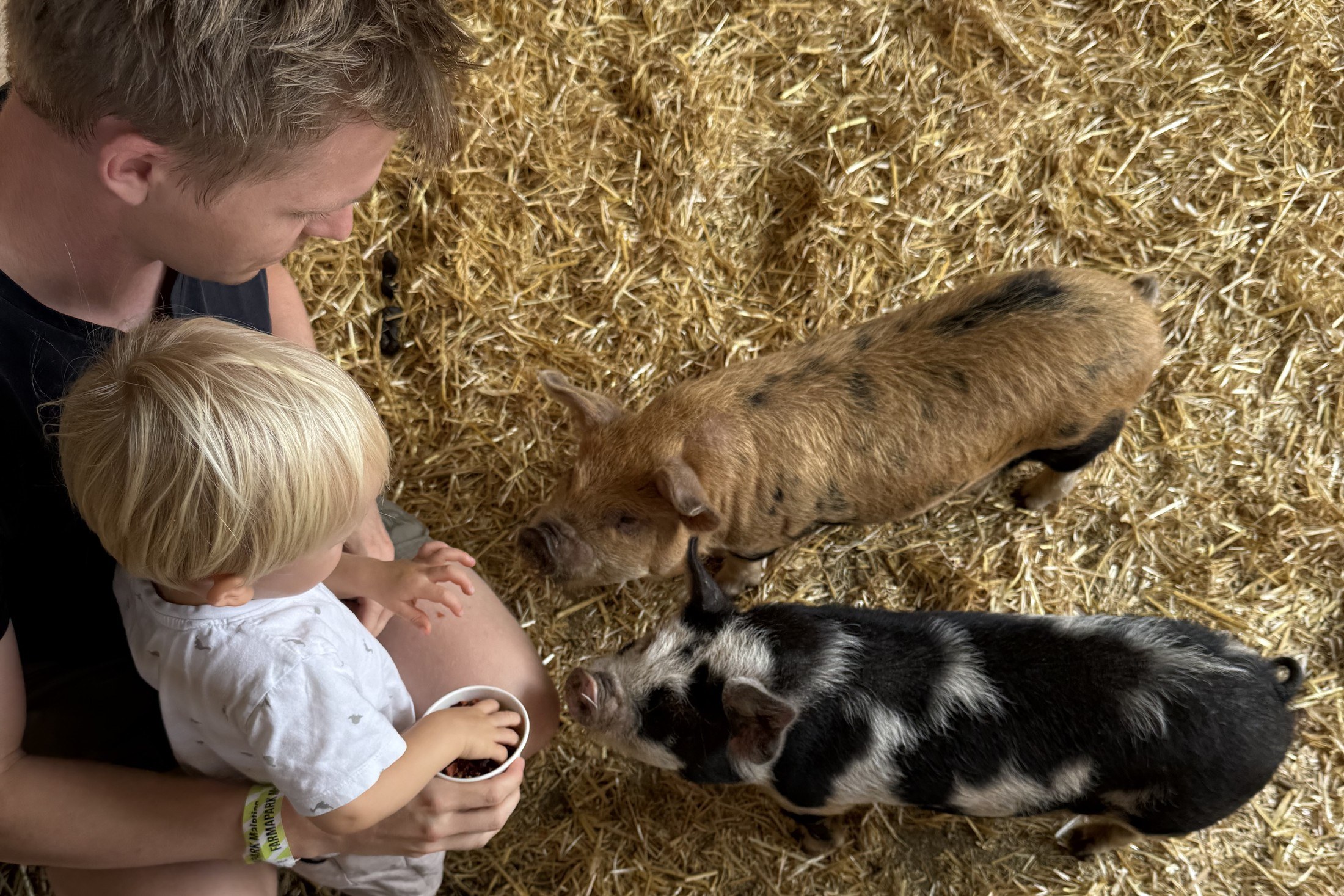 Gite nei dintorni di Písek: 30 idee tra castelli, laghi e torri panoramiche 9 Animali da carezzare al Farmapark Maletice