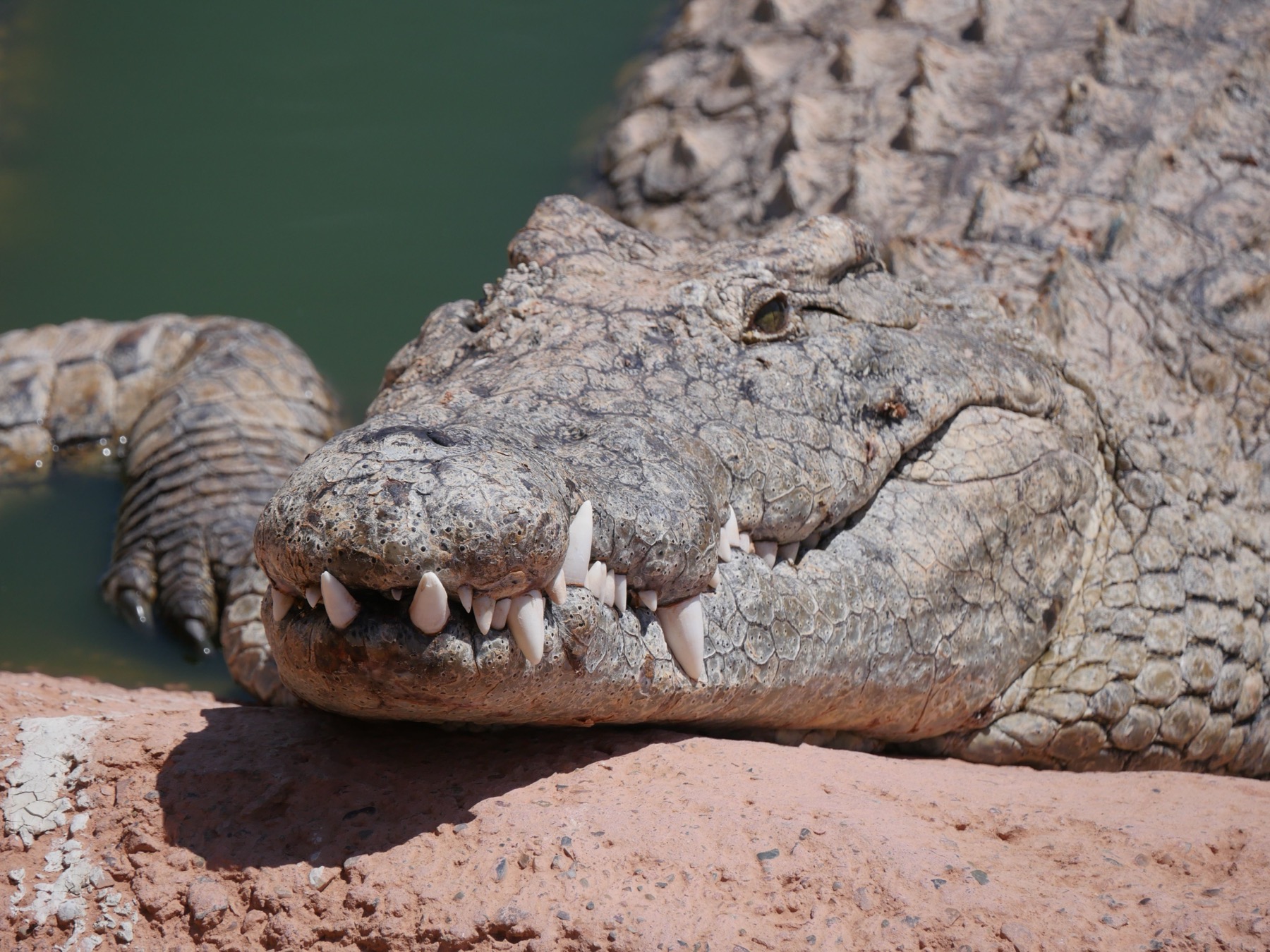 Agadir, Maroko: 14 tipů, vidět a co nevychechat 9 Krokodýli v Crocoparku