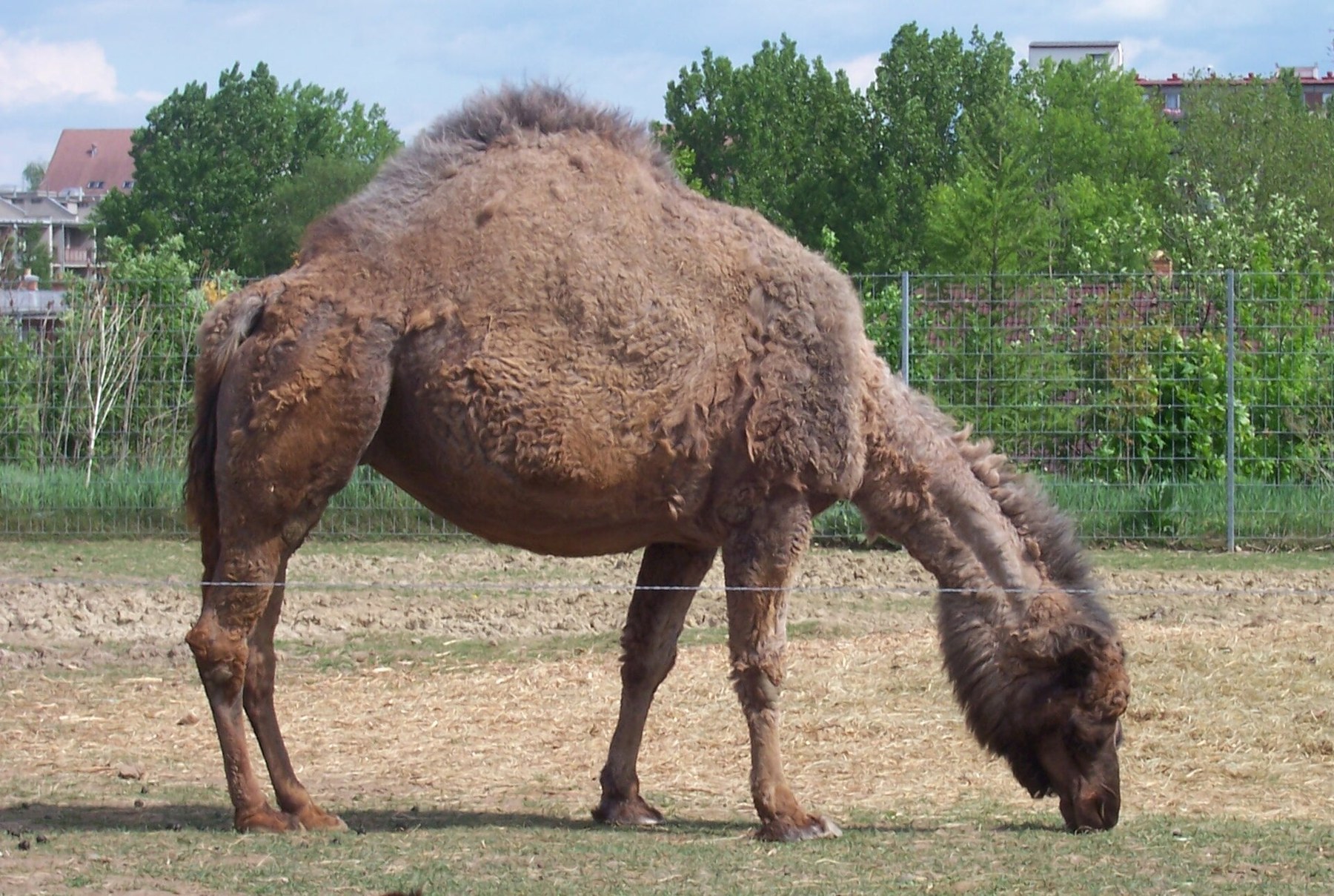 Olomouc con bambini: 34 idee su cosa fare e dove andare nel 2026 30 Dromedario nello ZOO Park di Vyškov