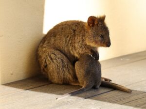 Domovská stránka 6 Rottnest Island, Austrálie: 12 tipů, co vidět – quokky a pláže