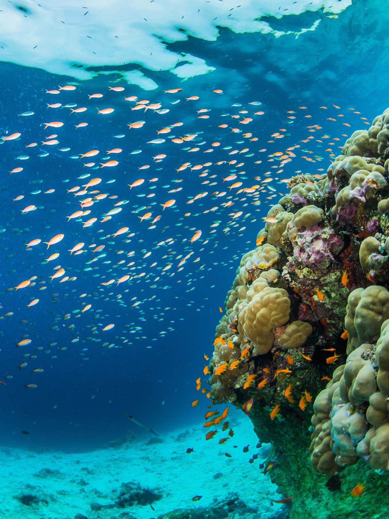 Alojamientos únicos del mundo: 35 lugares para tu bucket list en 2026 30 Costa de la isla de Pemba