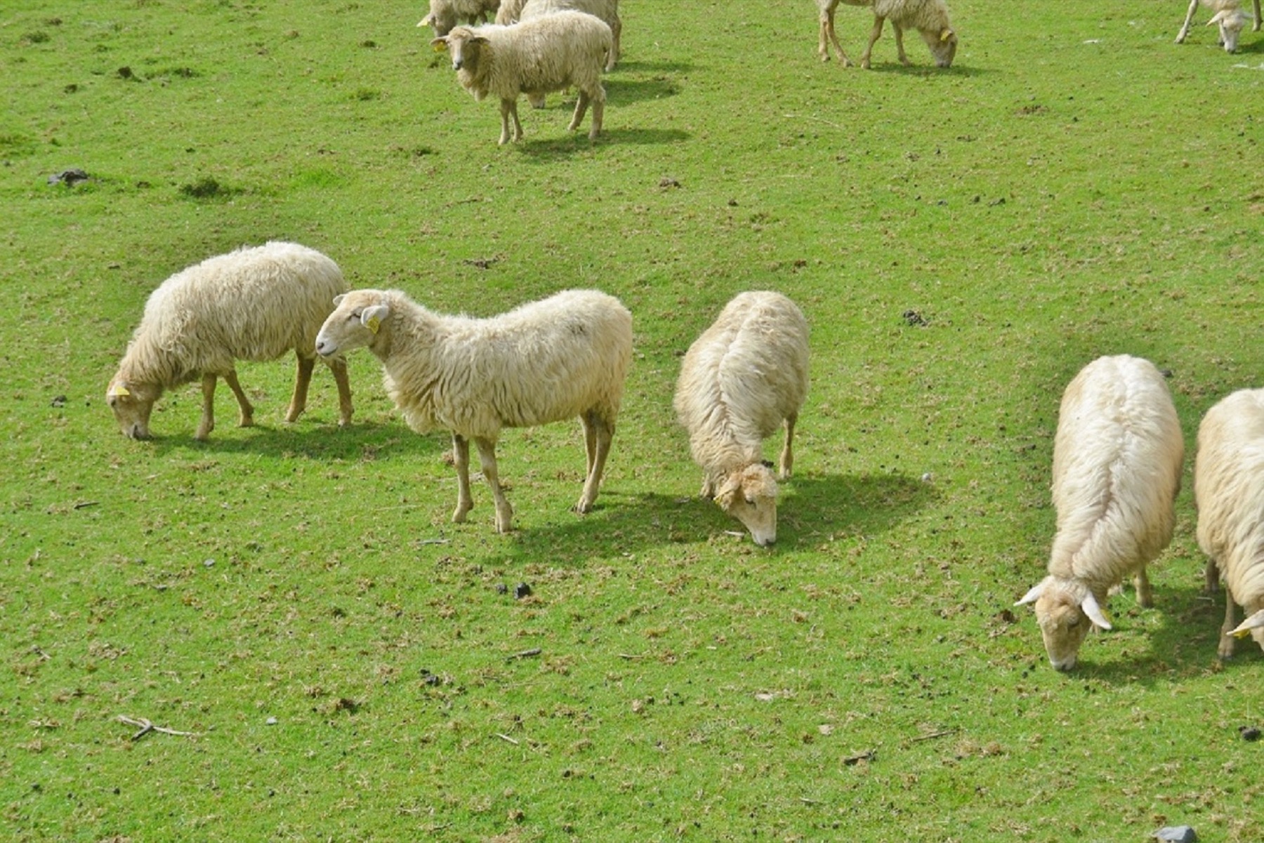 Agriturismo v Toskánsku: 20 tipů, ceny a jak vybrat 129 Zvířata na toskánské farmě
