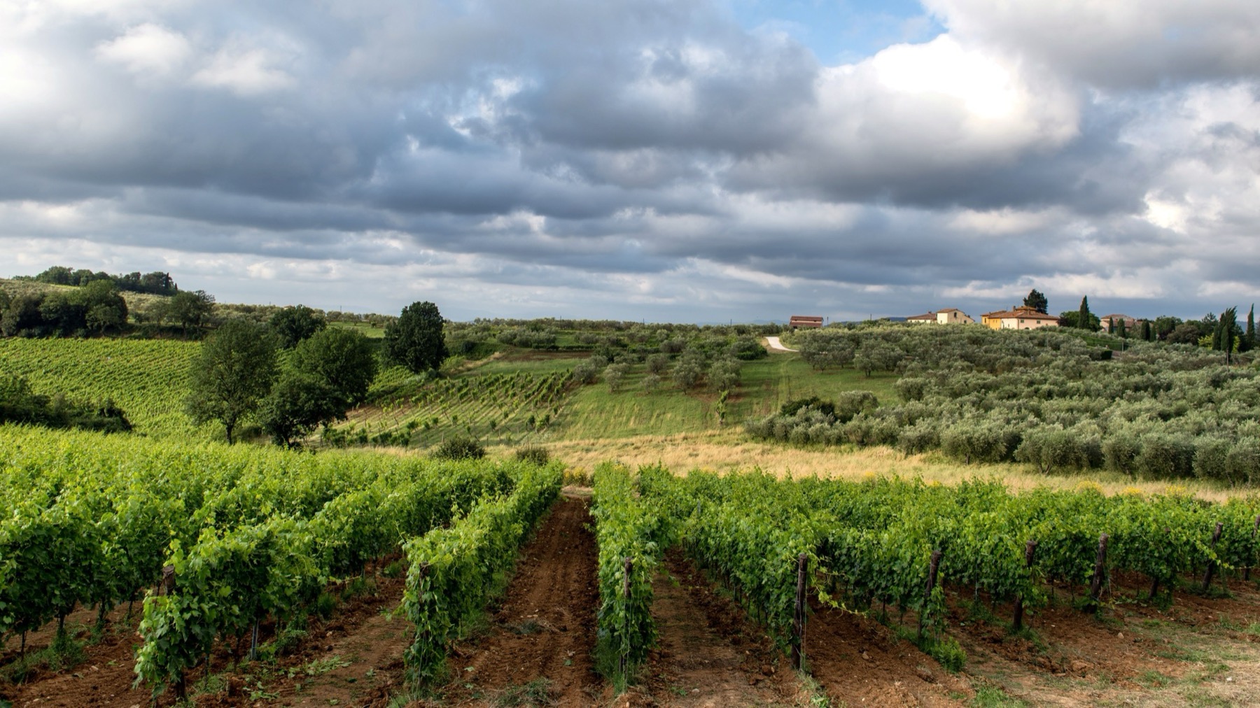 Agriturismo v Toskánsku: 20 tipů, ceny a jak vybrat 132 Vinice u Montalcina