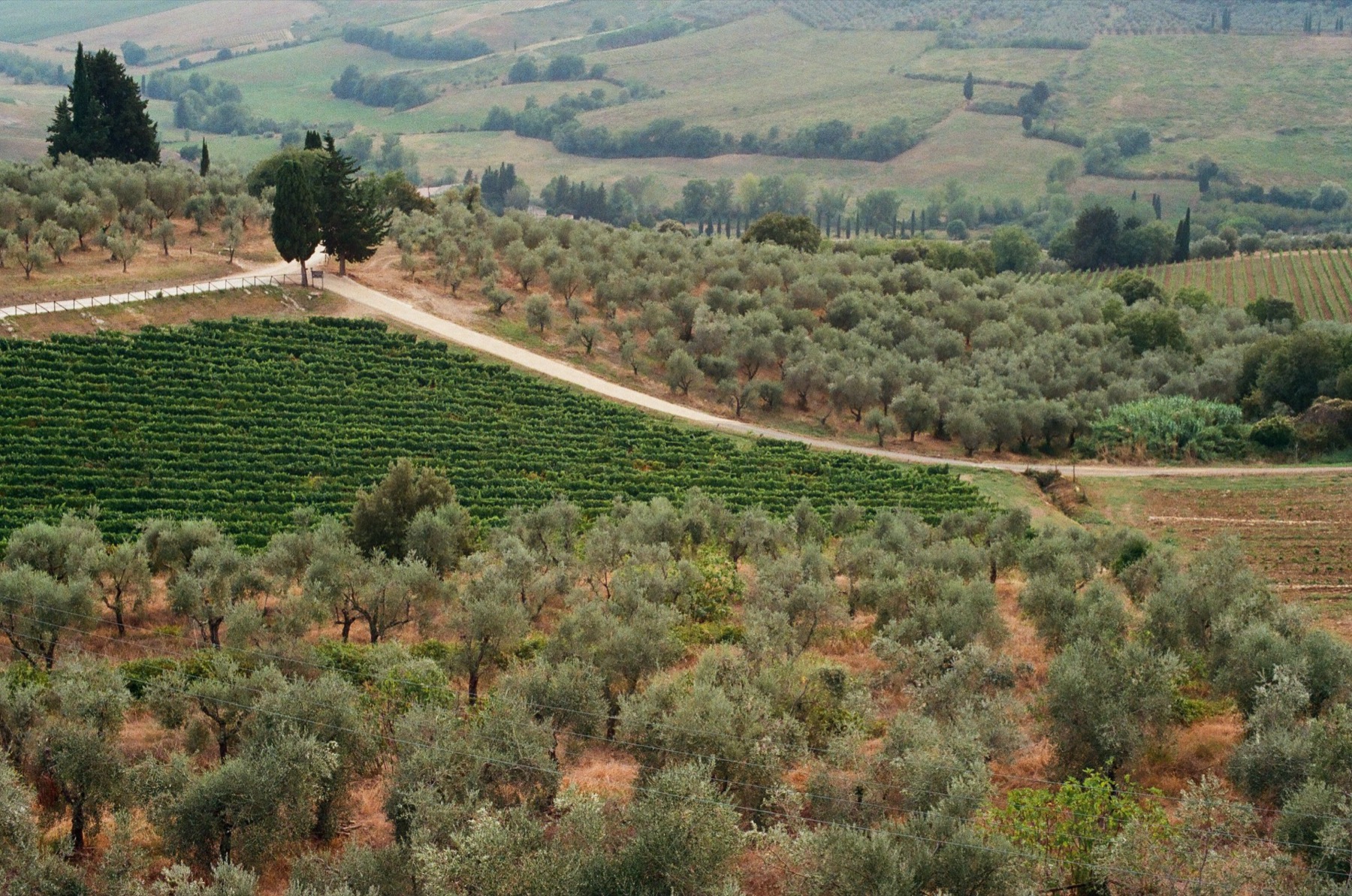Agriturismo v Toskánsku: 20 tipů, ceny a jak vybrat 136 Olivový háj v Toskánsku