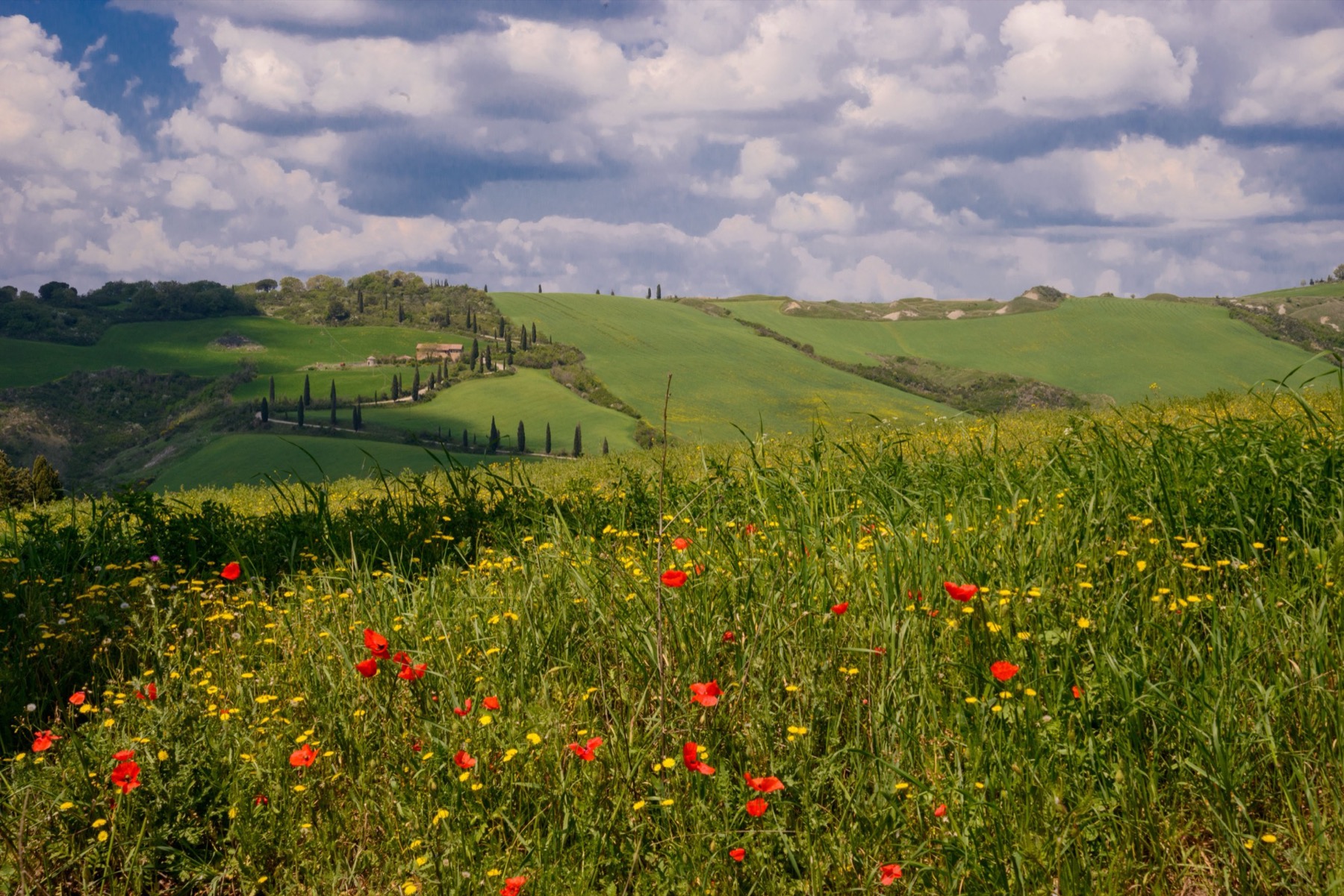 Météo en Toscane 2026 : températures mois par mois et quand partir 5 Coquelicots dans la campagne toscane au printemps
