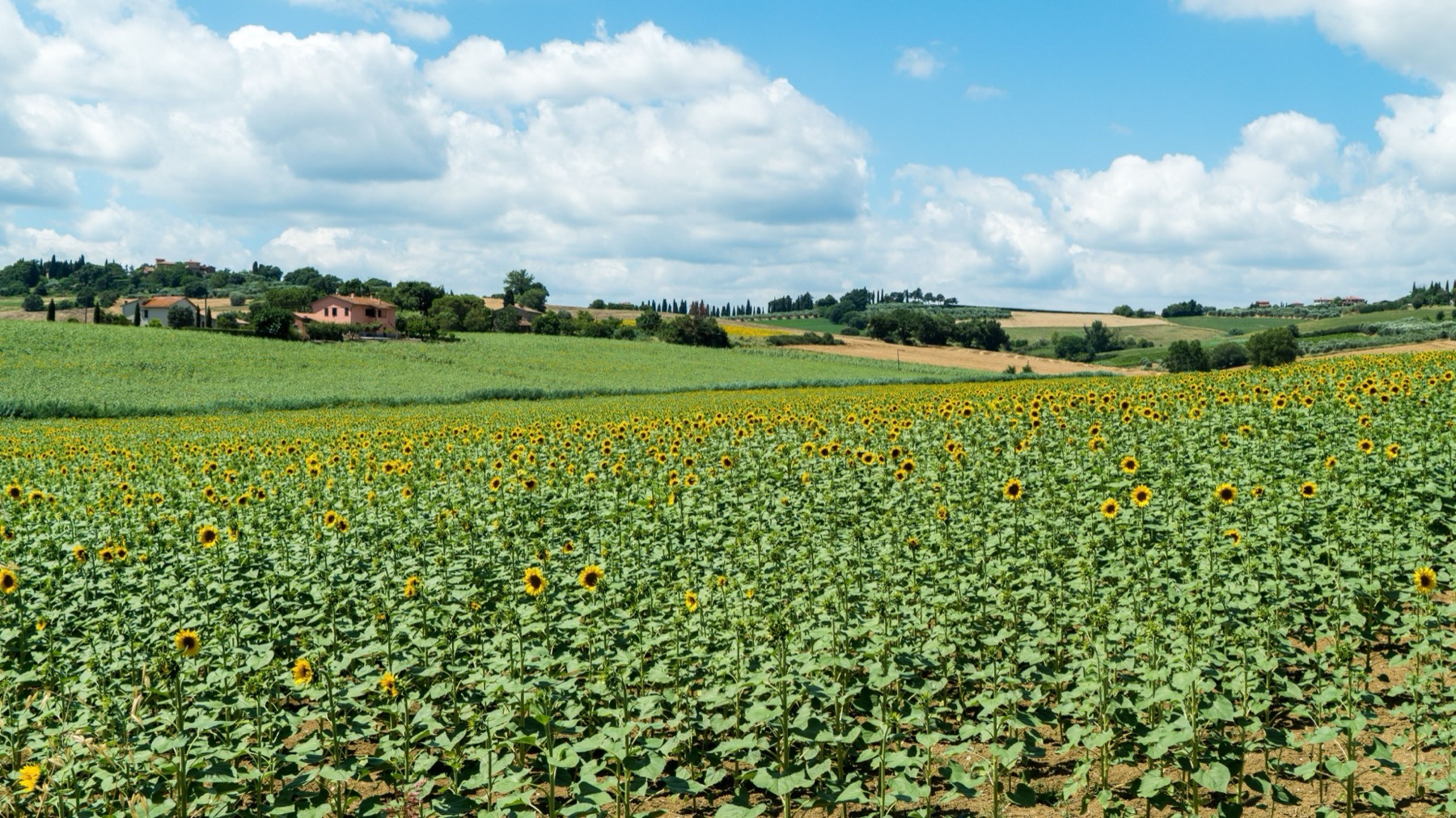 Météo en Toscane 2026 : températures mois par mois et quand partir 7 Champs de tournesols en Toscane en été
