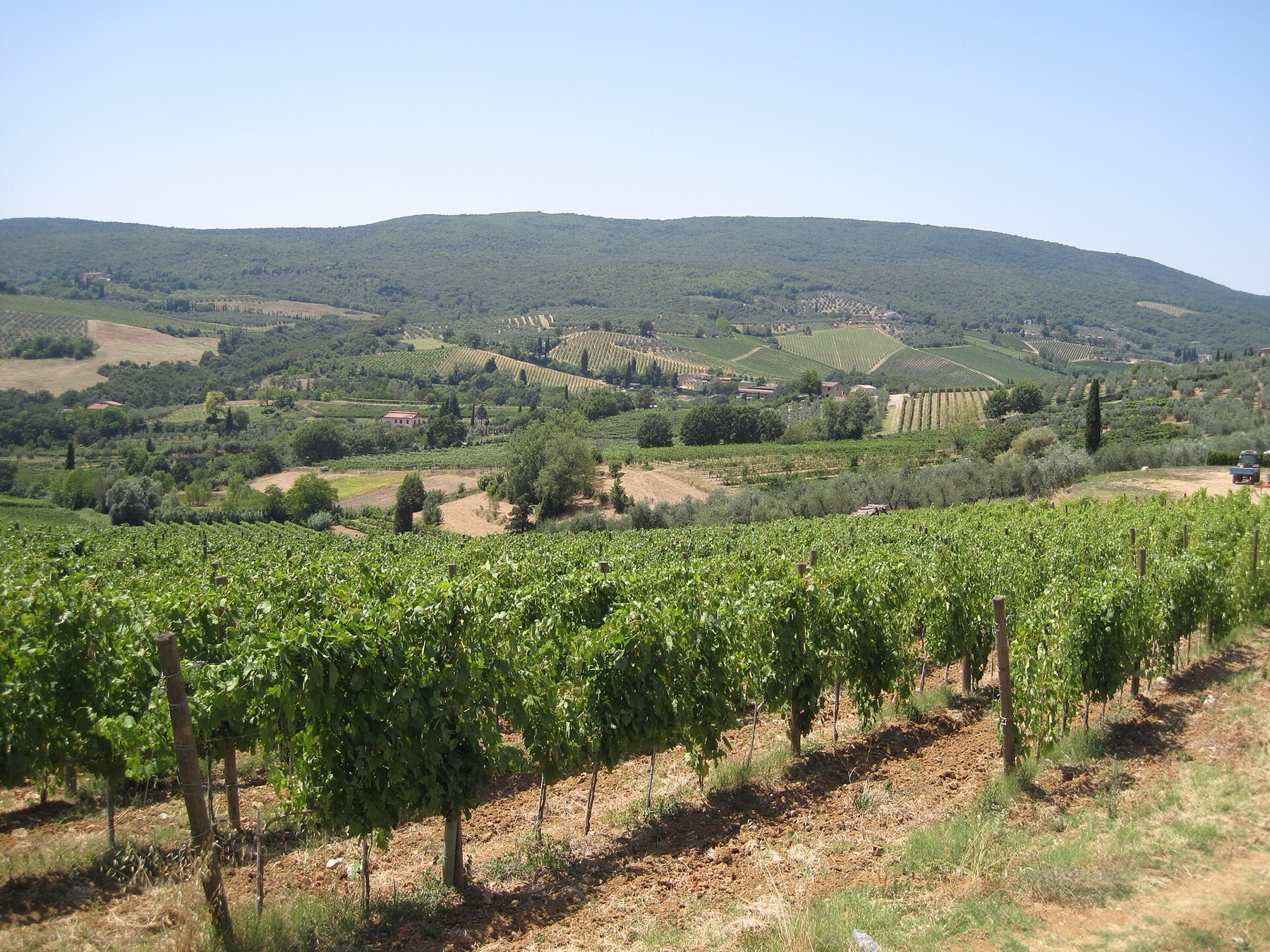 Viñedos y catas en la Toscana (Italia) 2026: 11 bodegas y precios 8 Viñedos cerca de San Gimignano