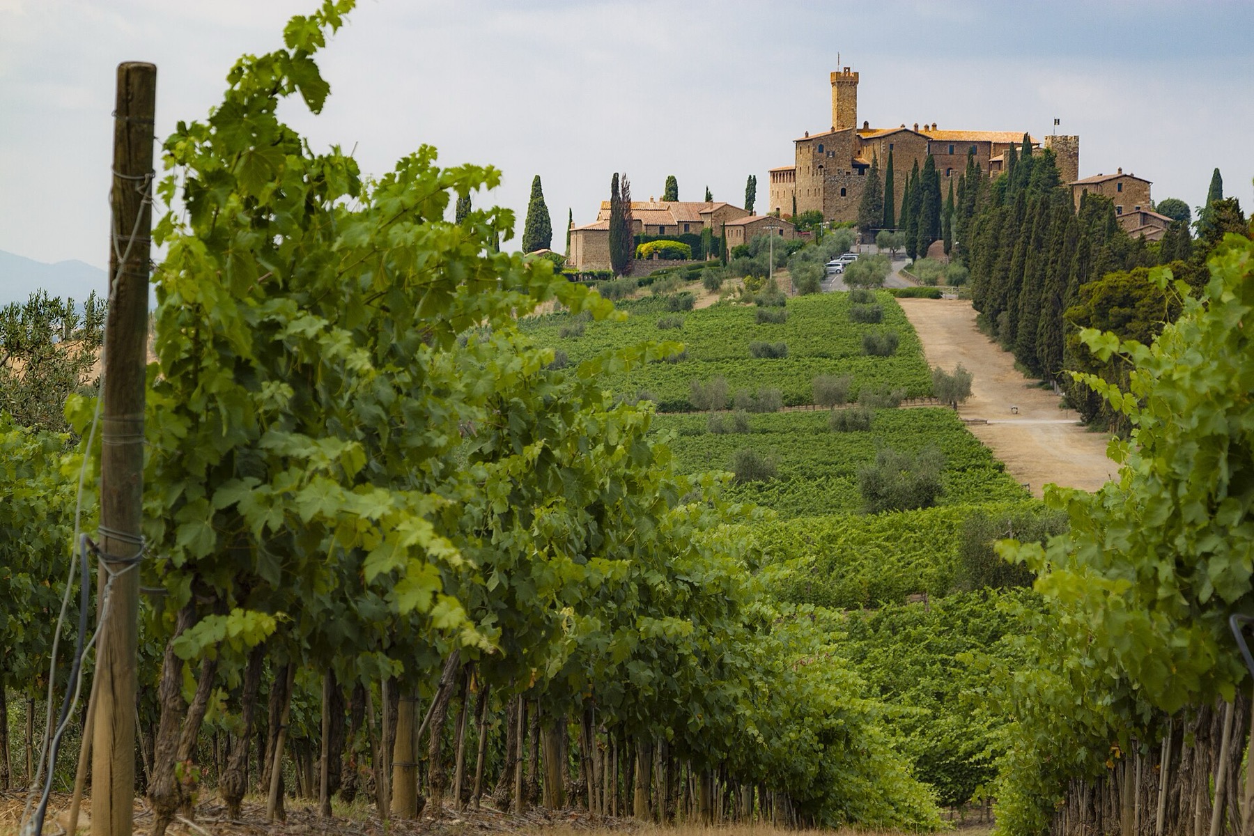 Viñedos y catas en la Toscana (Italia) 2026: 11 bodegas y precios 10 Finca del Castello Banfi cerca de Montalcino
