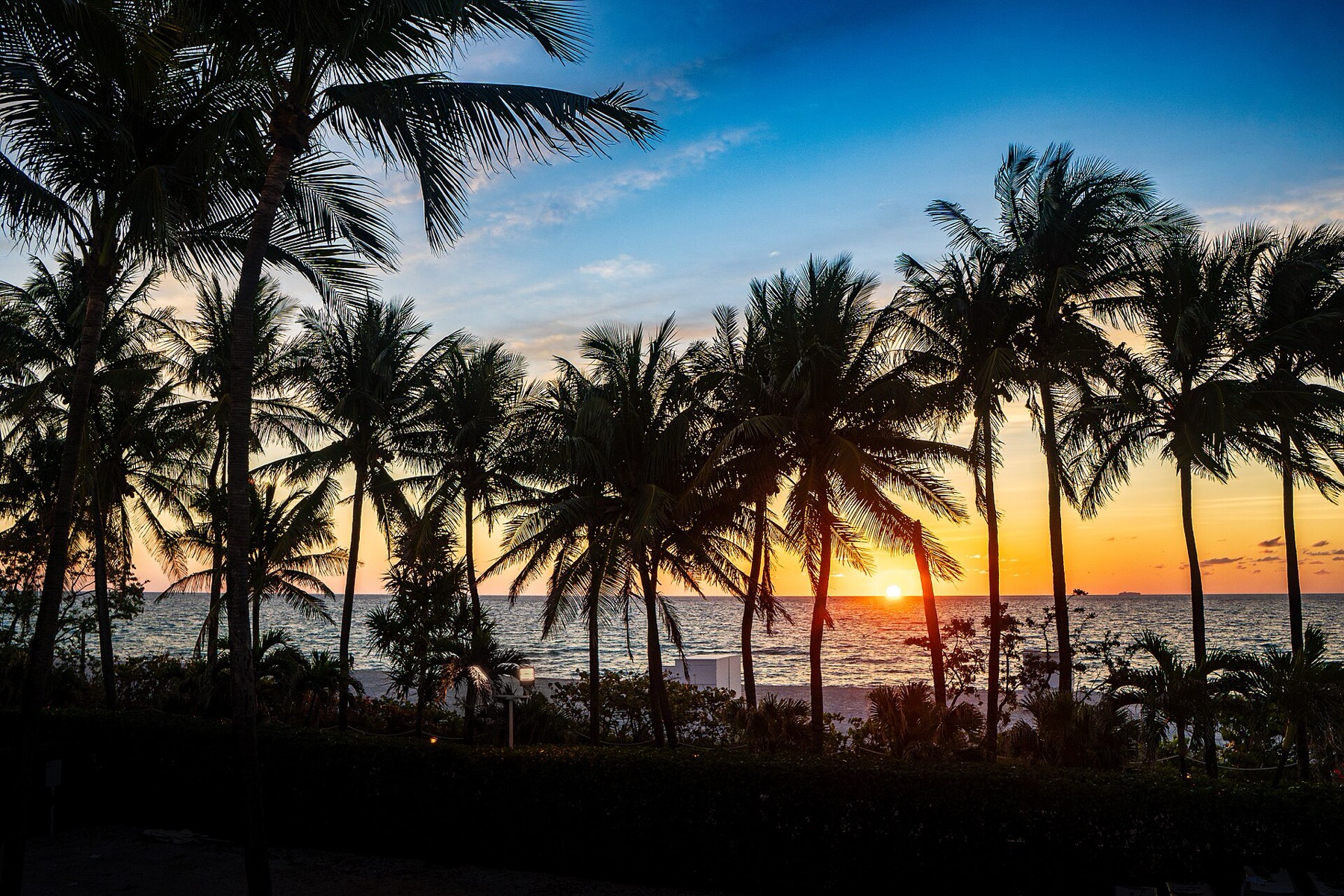 What to See in Miami: 18 Tips and What's Free in 2026 2 Palm trees on Miami Beach