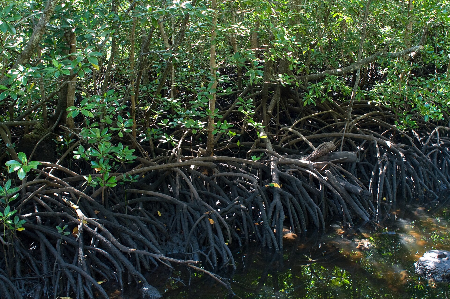 Zanzibar Tanzania: 44 oplevelser og bedste rejsetid i 2026 30 Mangroveskov på Zanzibar