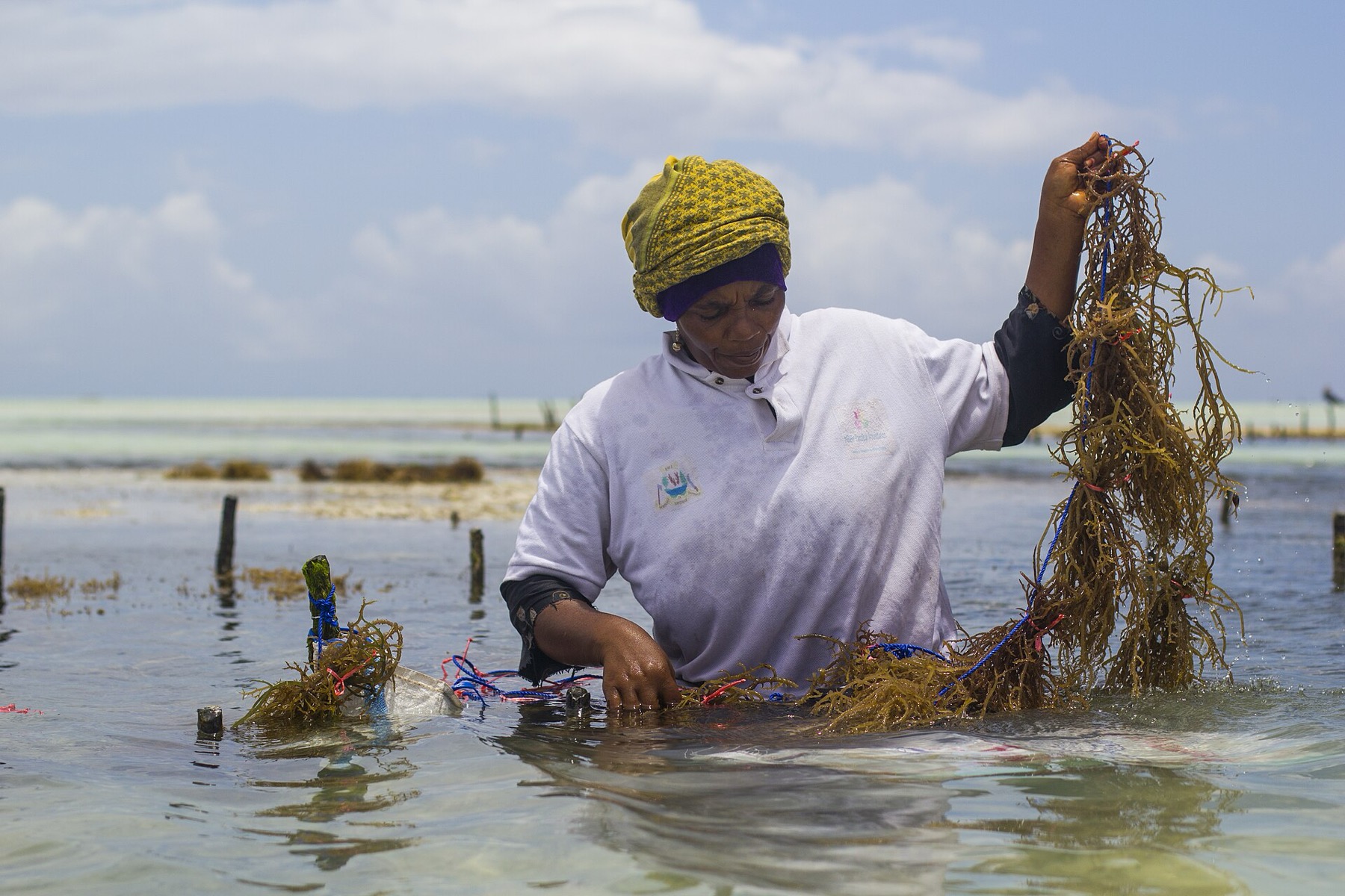 Zanzibar Tanzania: 44 oplevelser og bedste rejsetid i 2026 36 Kvinder arbejder med tang ved lavvande på Zanzibar