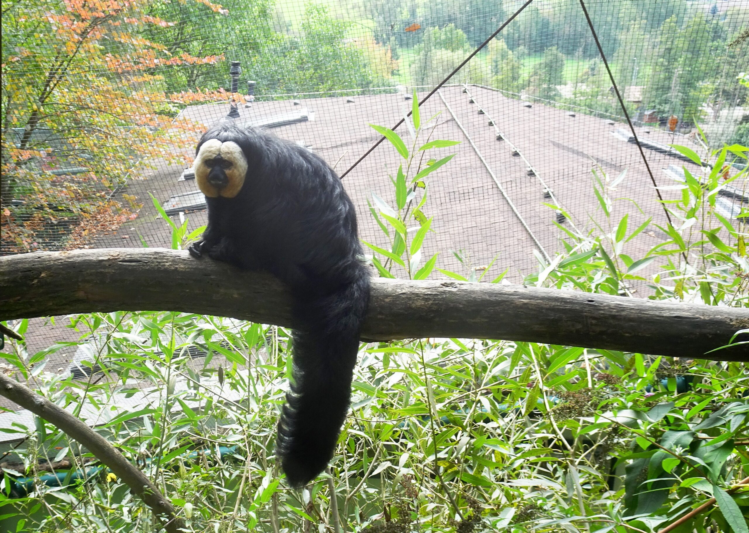 Kam na dovolenou v západních Čechách: 15 tipů na lázně i hrady 17 Chvostan bělolící v Zoo Plzeň (Foto: Palickap, CC BY-SA 4.0, Wikimedia Commons)