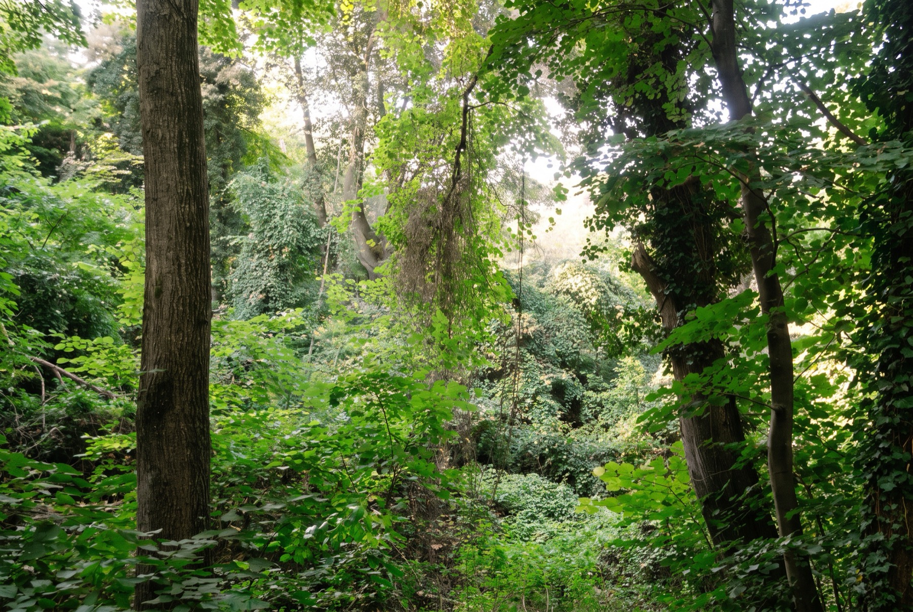Golden Sands, Bulgaria in 2026: 15 Tips on What to See, Beaches and Costs 5 Golden Sands Nature Park above the resort