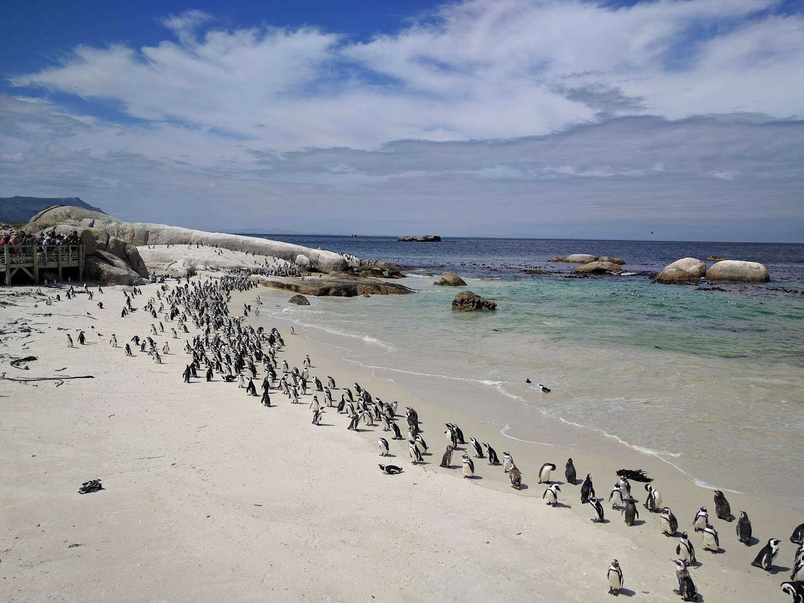 Kapstadt, Südafrika: 22 Tipps, was du 2026 sehen und erleben solltest 8 Boulders Beach (Simon's Town)