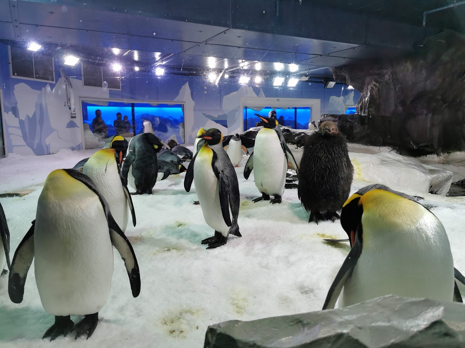 Auckland, Neuseeland: 22 Tipps, was du 2026 sehen und erleben kannst 18 Pinguine im SEA LIFE Kelly Tarlton's Aquarium in Auckland