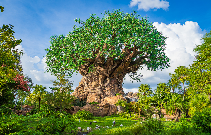 Orlando, SUA: 20 de locuri de vizitat + sfaturi pentru parcuri în 2026 5 Disney's Animal Kingdom Theme Park