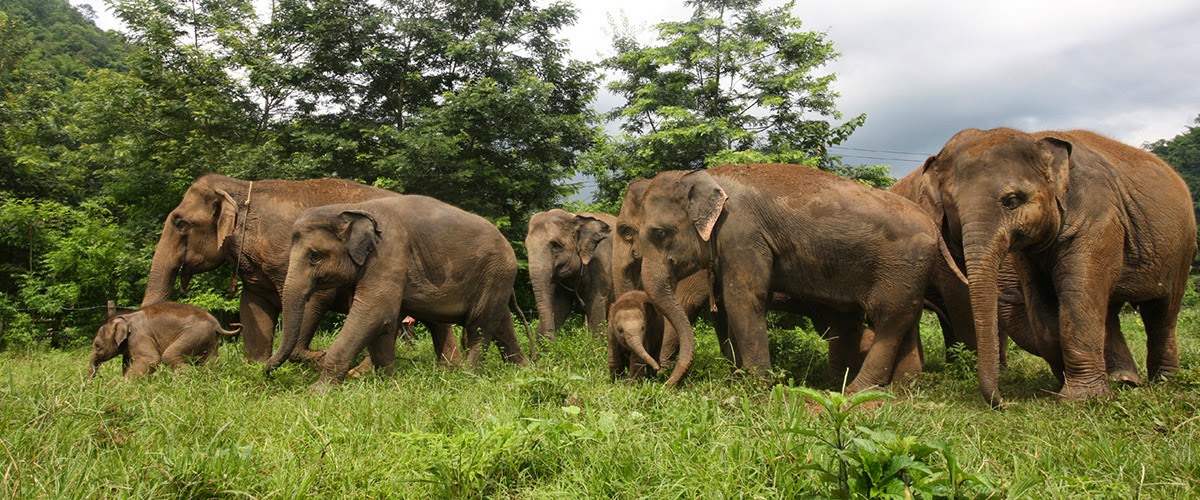 Chiang Mai, Thailand: 21 Tipps, was du 2026 sehen und unternehmen kannst 18 Ethische Elefanten-Reservate (Elephant Nature Park)
