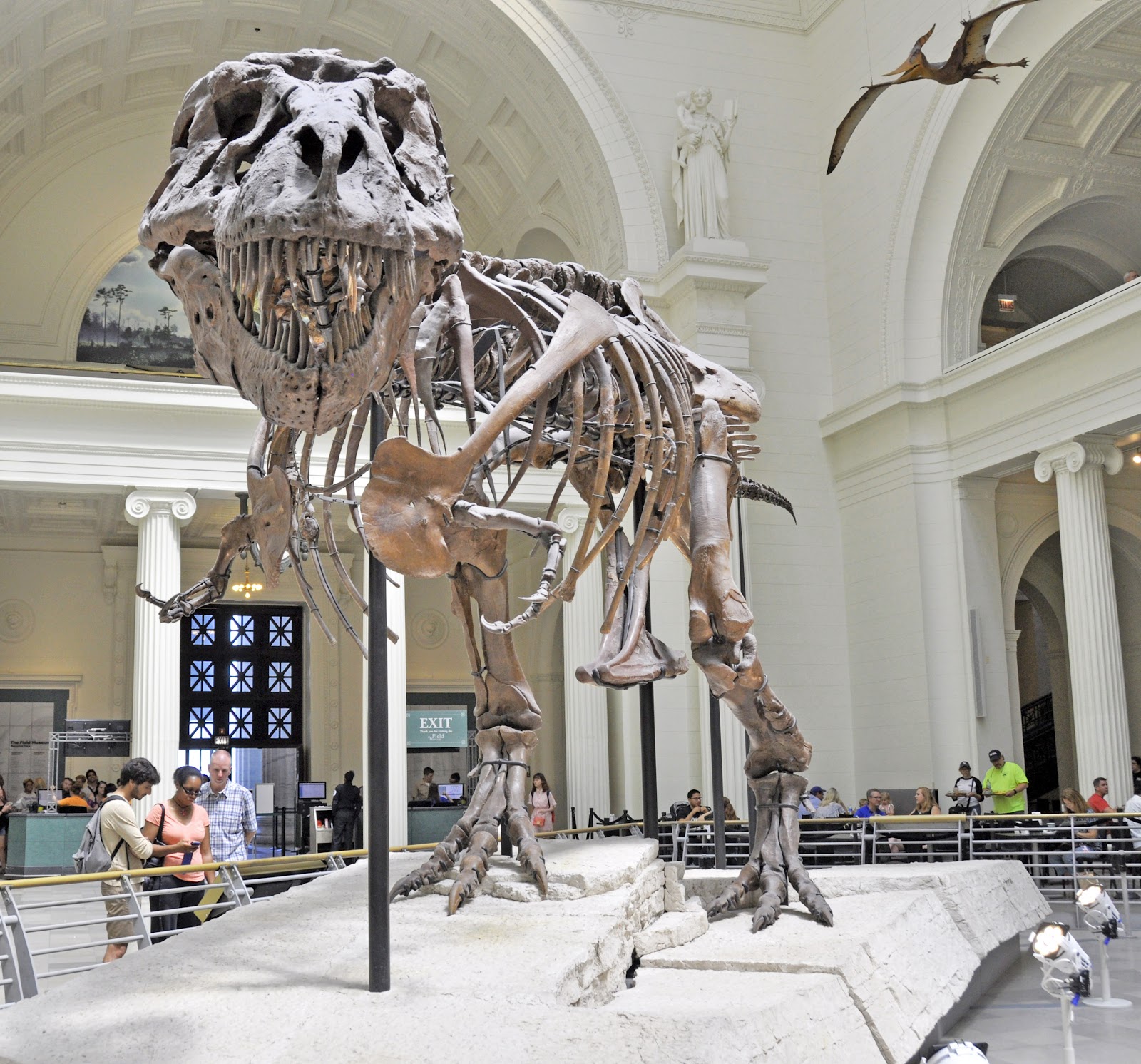 Chicago, Estados Unidos: 22 consejos sobre qué ver y hacer en 2026 9 Field Museum y el T-Rex SUE