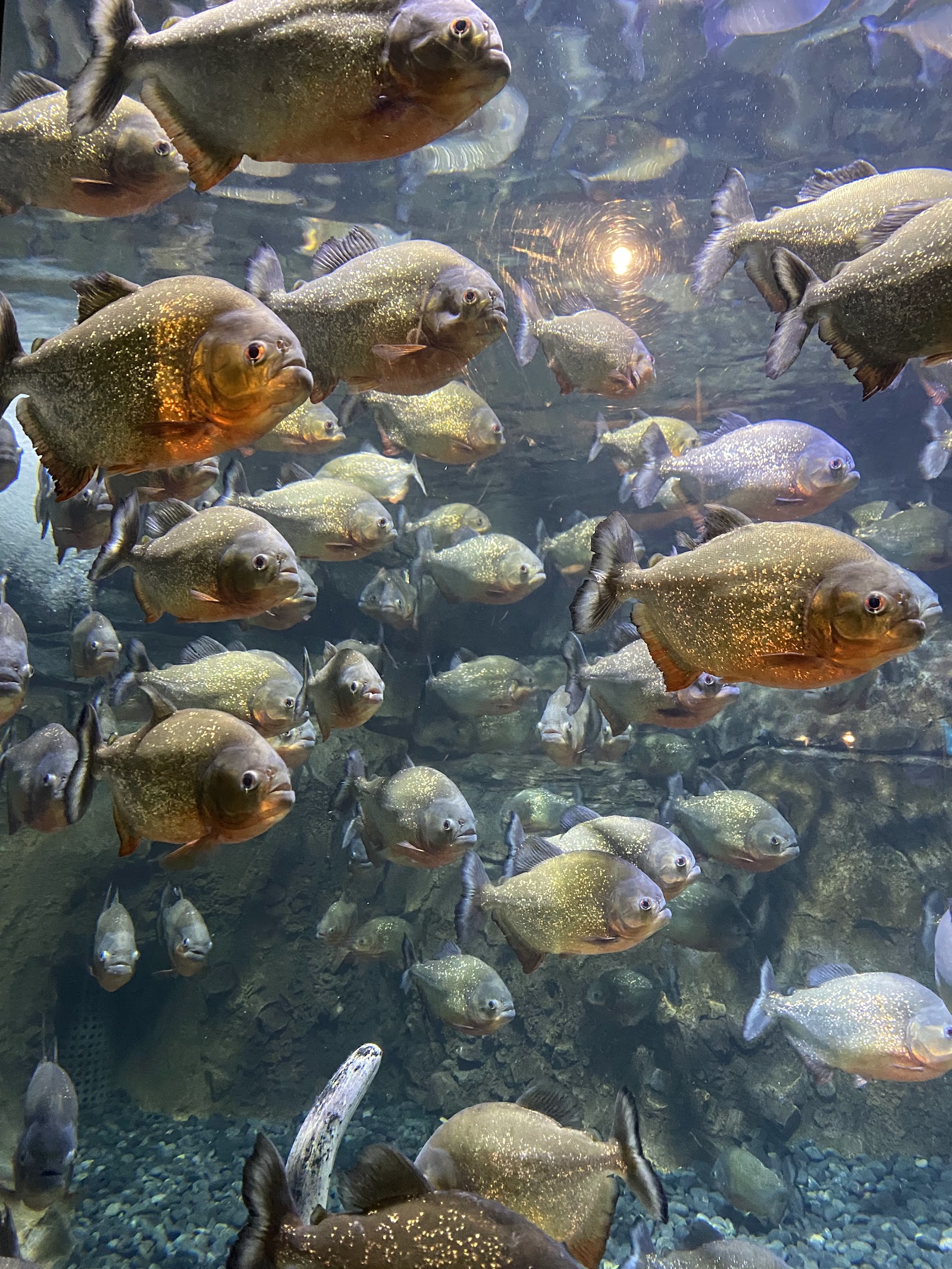Jakarta, Indonesien: 22 Tipps, was du 2026 sehen und erleben kannst 20 Jakarta Aquarium & Safari