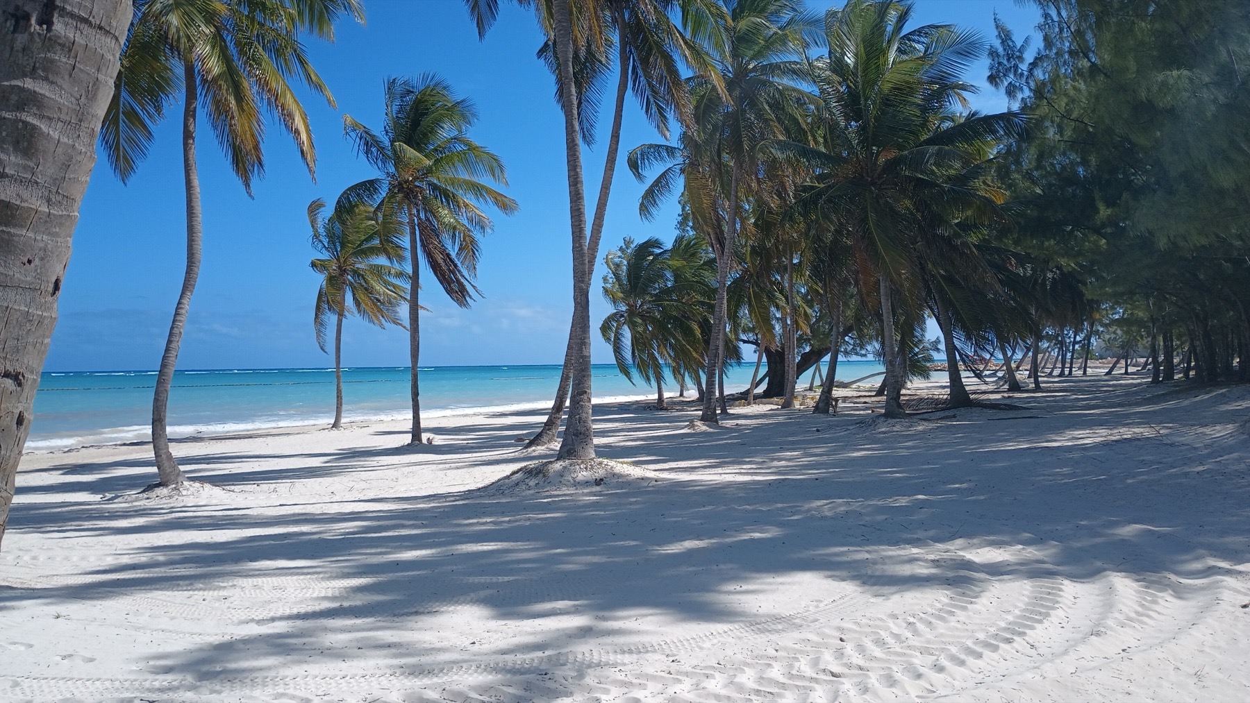 All-inclusive a Punta Cana e nei Caraibi: 27 resort per tipo di vacanza nel 2026 37 Spiaggia con palme a Cap Cana vicino al resort Sanctuary Cap Cana