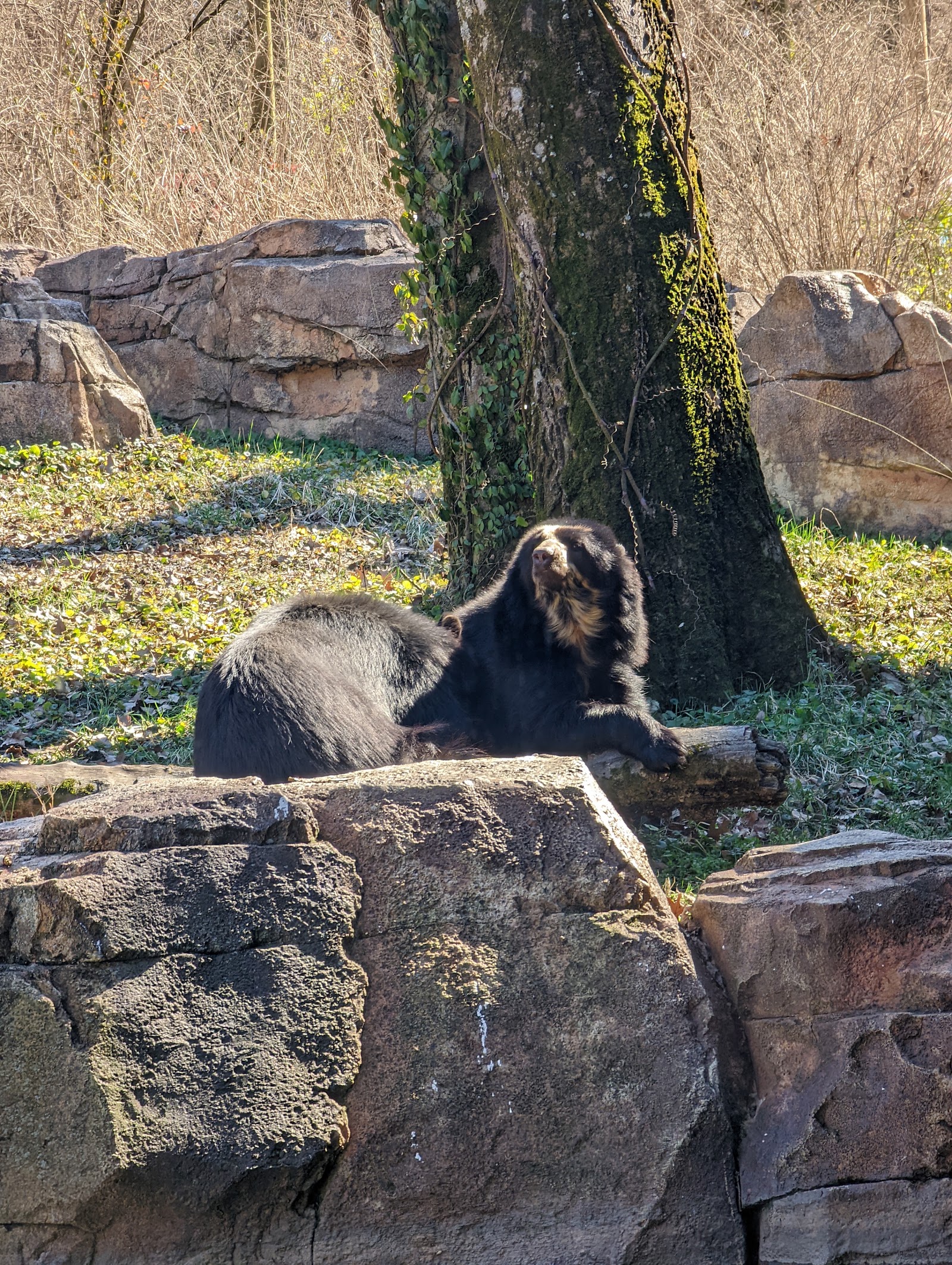 Nashville, USA: 22 Tipps für Sehenswürdigkeiten und Aktivitäten 2026 14 Nashville Zoo at Grassmere