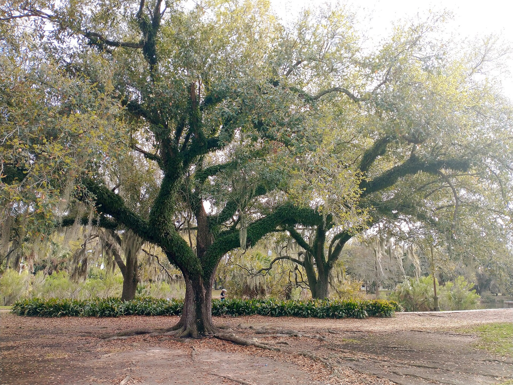 Things to Do in New Orleans: 18 Must-See Spots 15 Spreading oak tree in City Park in New Orleans