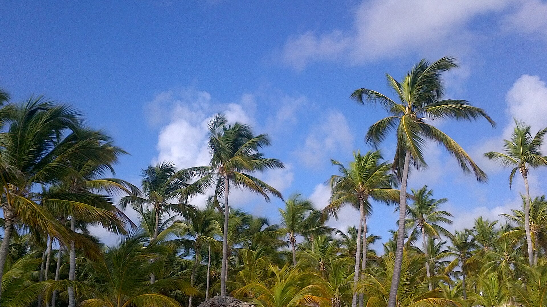 Punta Cana, Dominikai Köztársaság: 20 tipp, mit láss és csinálj 2026-ban 1 Strand Punta Canában pálmafákkal