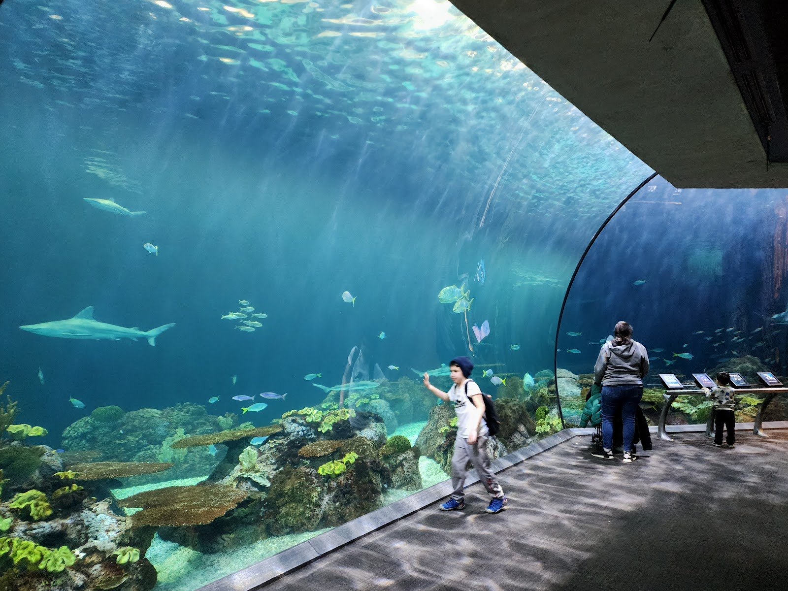 Chicago, Estados Unidos: 22 consejos sobre qué ver y hacer en 2026 10 Shedd Aquarium