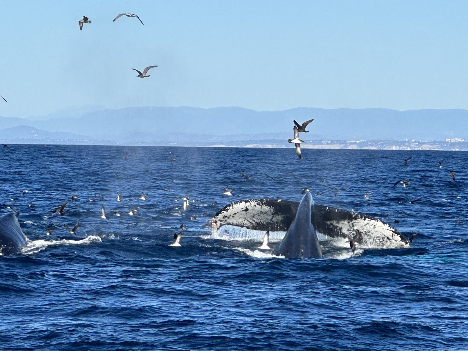 San Diego, Californie : 22 choses à voir et à faire en 2026 24 Queue de baleine lors d'une excursion d'observation au large de San Diego