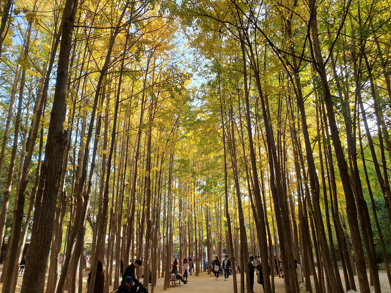 Seoul Südkorea: 22 Tipps was du sehen und erleben solltest 2026 20 Grünflächen im Seoul Forest und Seoullo 7017