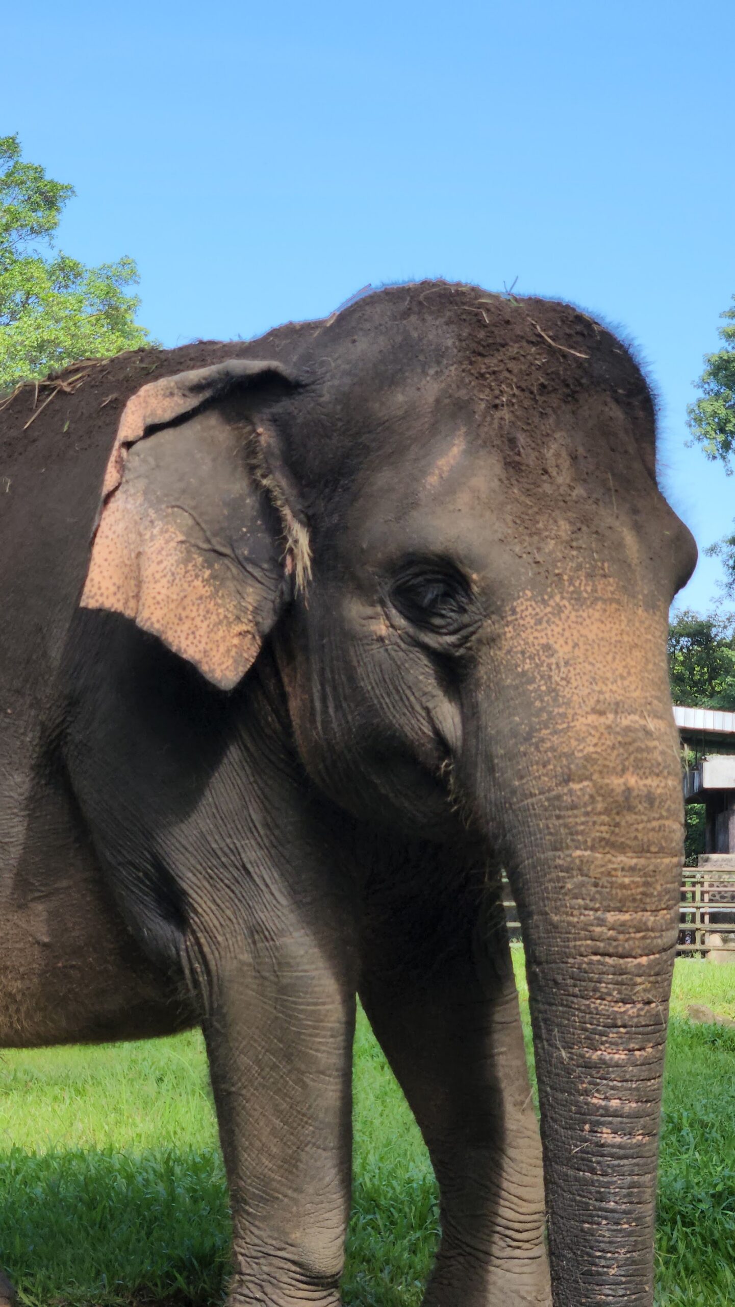 Jakarta, Indonesien: 22 Tipps, was du 2026 sehen und erleben kannst 22 Zoo Ragunan und Primatenzentrum Schmutzer