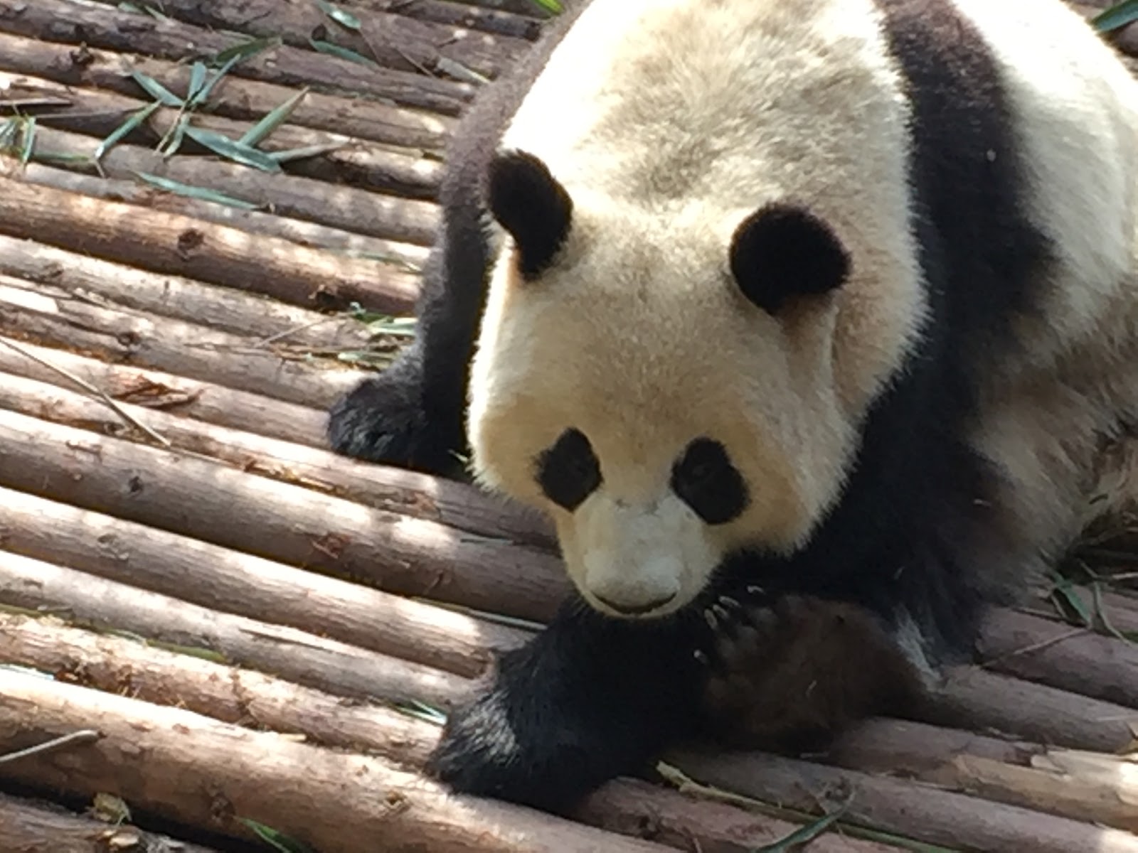 Chengdu, Chiny: 22 porady, co zobaczyć i robić w 2026 roku 2 Panda wielka w bazie hodowlanej w Chengdu