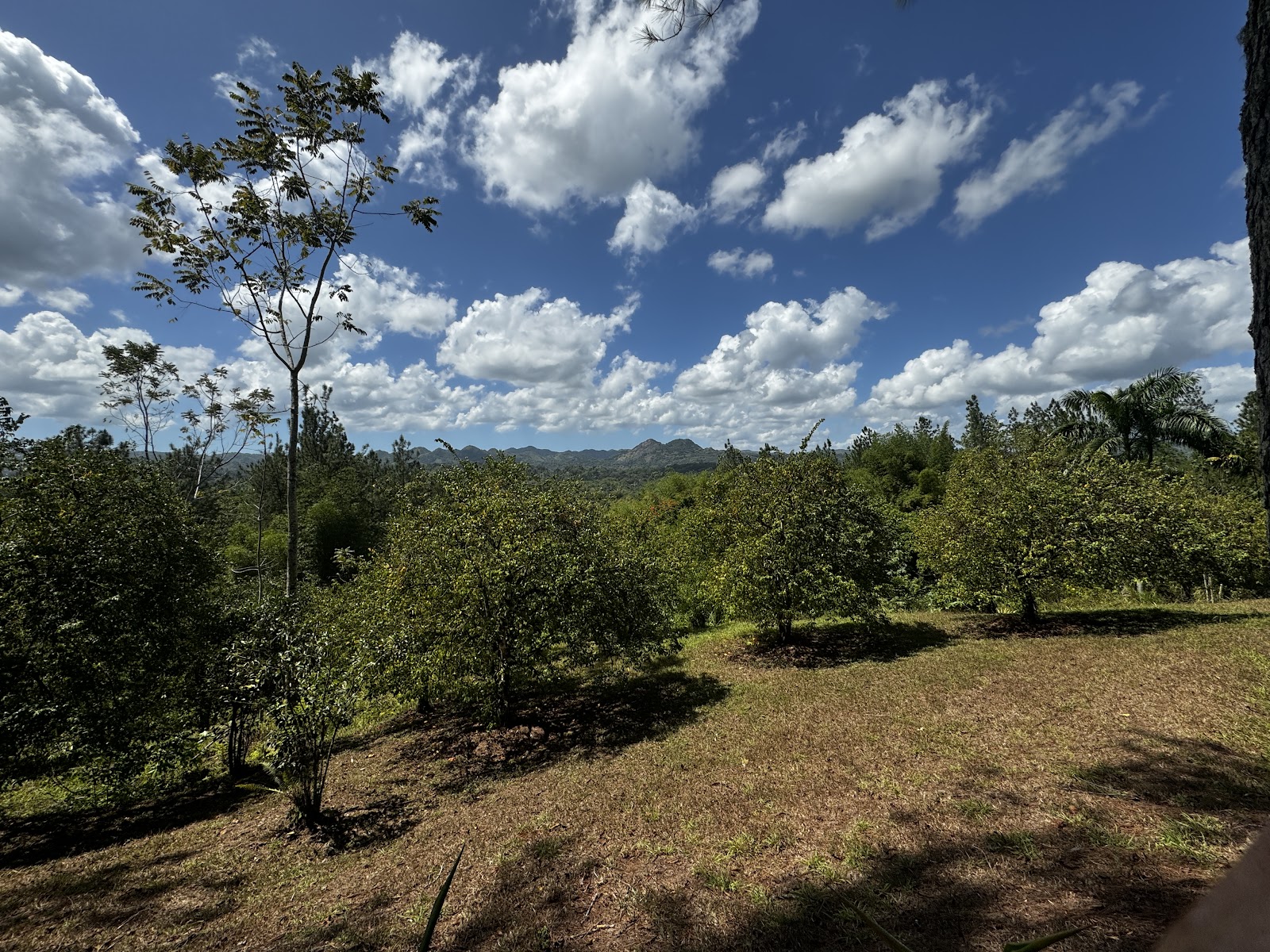 Montego Bay, Jamaika: 22 Tipps für 2026 – was du sehen und unternehmen kannst 13 Hügel rund um die Plantage Croydon in the Mountains