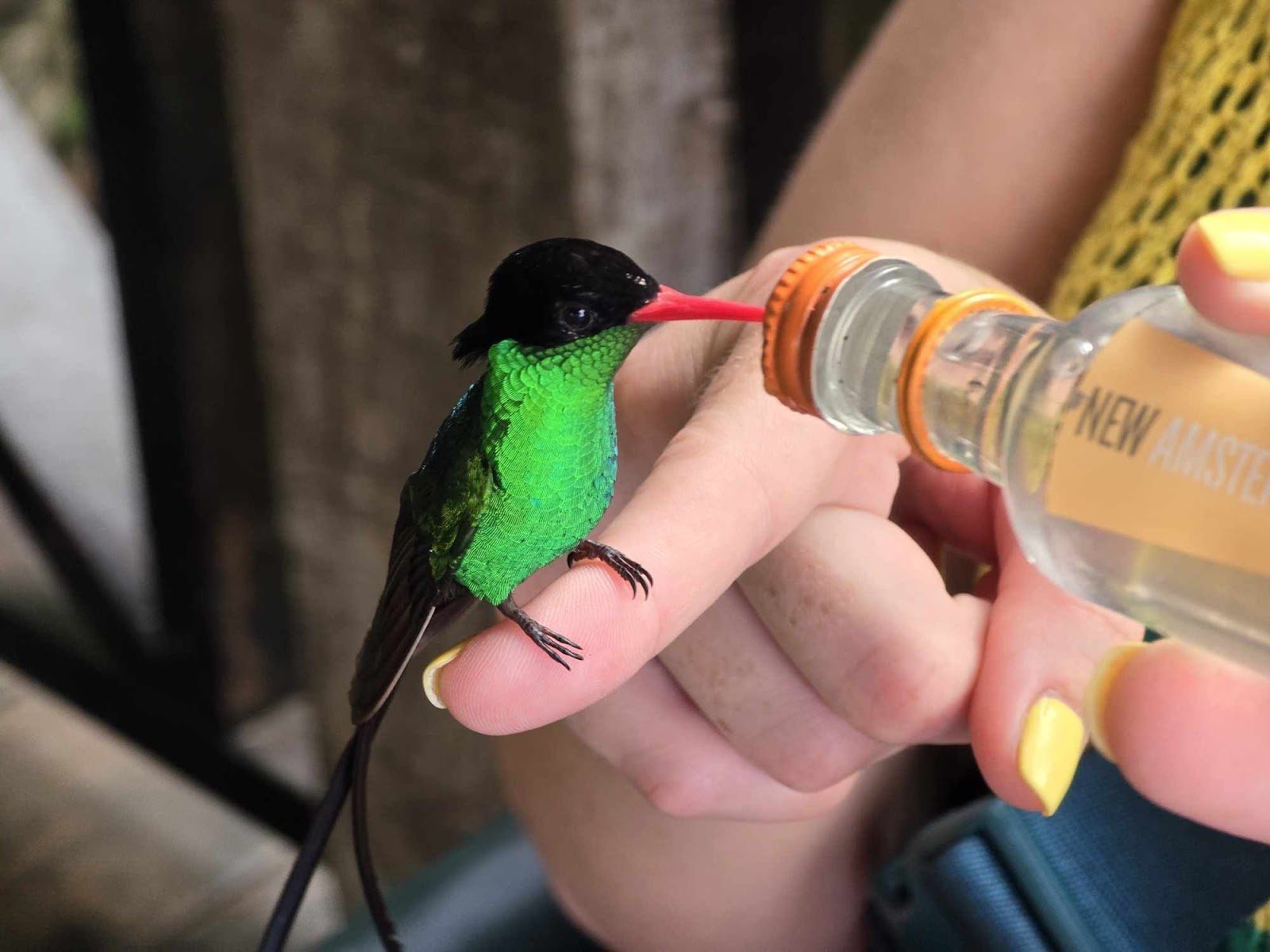 Montego Bay, Jamaika: 22 Tipps für 2026 – was du sehen und unternehmen kannst 8 Kolibri trinkt aus einer Flasche im Rocklands Bird Sanctuary