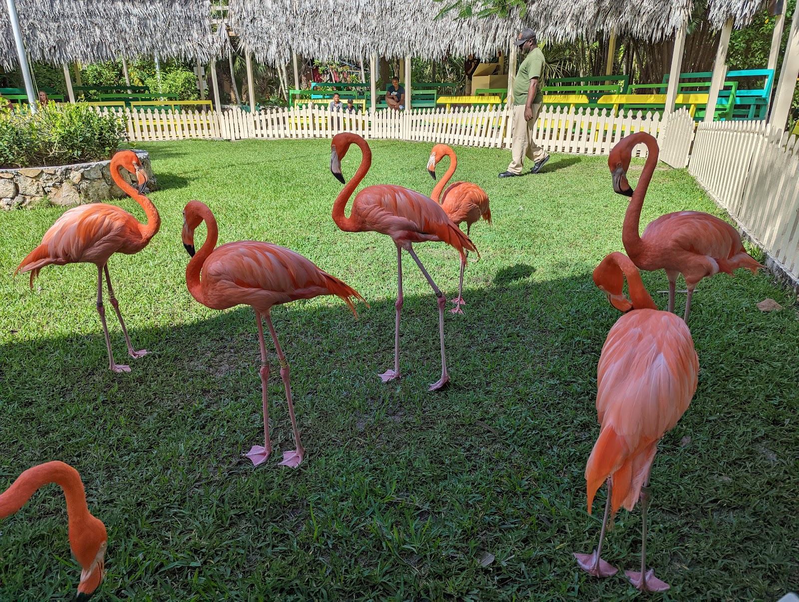 Nassau Bahamy: 22 atrakcje i praktyczne wskazówki na 2026 14 Flamingi w ogrodach Ardastra Gardens