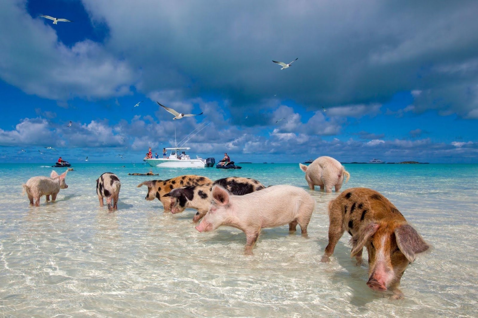 Nassau Bahamy: 22 atrakcje i praktyczne wskazówki na 2026 23 Pływające świnie na Pig Beach na Exumach